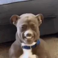 RL1