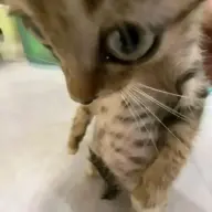 xenex_xenex