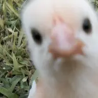 sisiw