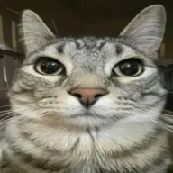 sasalito