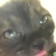 CatTheCat