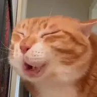 Karupi