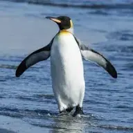 penguinni