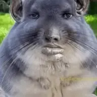 Shaunomaygat
