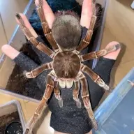 arigatok
