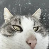 dexieeee12