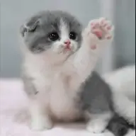 cats20