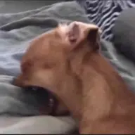 Purfxn