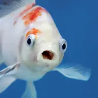 Pish_Food