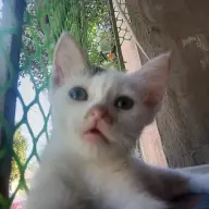 gannyrena
