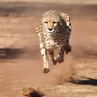 cheetah1