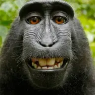 NyxXeL_