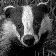 DrBadger99