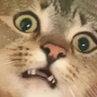 randomcat444