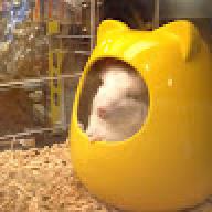 roomba