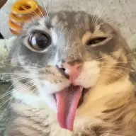 vinnneseus