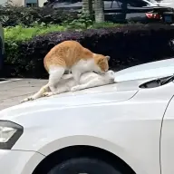 omegalulw