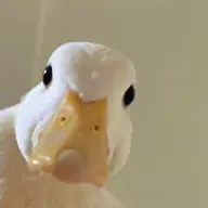 Duck Quack