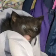 mewomewo