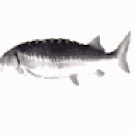 gsgsgyw