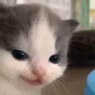 NkoPlm