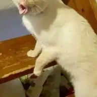 hsbanssj