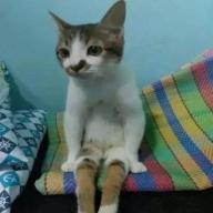 Asepkoklp
