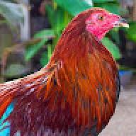 Pula na Manok
