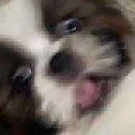 gongalo