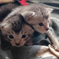 MeowX69