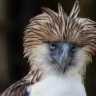 eaglestagram