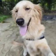 blitzie