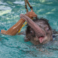 Bughachamp