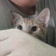 lilili