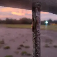 MrJamboHatdog