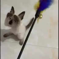 winkwonkwonk