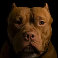 Renzo26