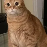 Skibidispeedster