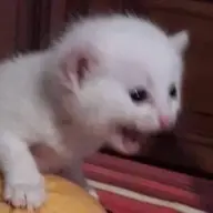 Puff_123