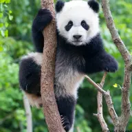 MisterKewlPanda