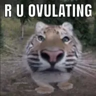 Ottog