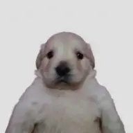 Jajateezy