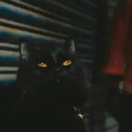 OwlCat