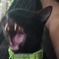 tffnt