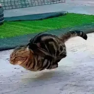 Yabaiii