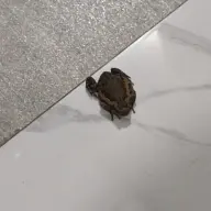 weowo