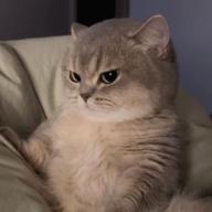meowk