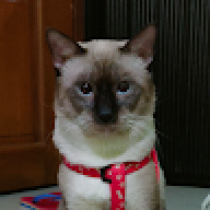 ralph