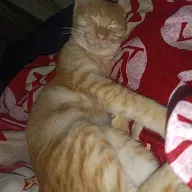 nstwwwss
