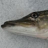 Tuoip